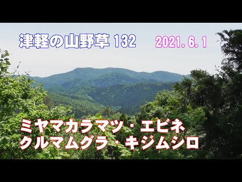 津軽の山野草132(ﾐﾔﾏｶﾗﾏﾂ・ｴﾋﾞﾈ・ｸﾙﾏﾑｸﾞﾗ・ｷｼﾞﾑｼﾛ)