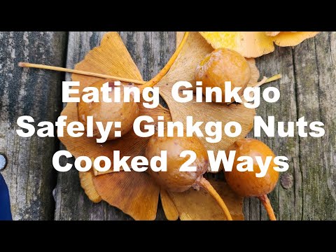 Safely Forage and Prepare Ginkgo Biloba Nuts 2 Ways