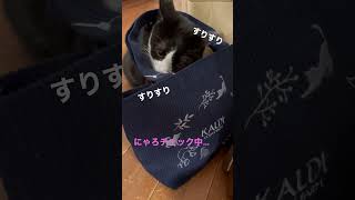 ［ねこ動画］カルディのねこの日バッグをチェックするにゃろ❤️ #shorts #ねこ #kaldi #ねこの日バッグ