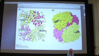 8.  Kevin Ahern's Biochemistry - Hemoglobin