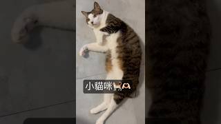 有這樣的小貓咪，你幾點回家😽  #catshorts