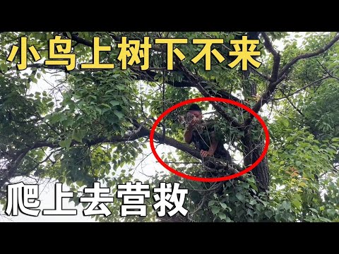 小猫上树掏鸟窝下不来，被大鸟啄的喵喵直叫，上树救援人也搭上了【环华行913】