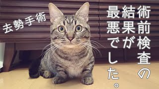 【去勢手術】術前検査が最悪でした