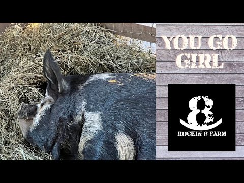 You Go Girl | Idaho Pasture Pigs