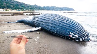 爆発しそうなクジラから寄生虫を採って食べてみる