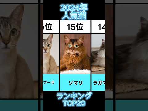 2024年人気猫ランキングTOP20#ranking   #猫#人気 #ランキング#スコティッシュフォールド #マンチカン #ミヌエット