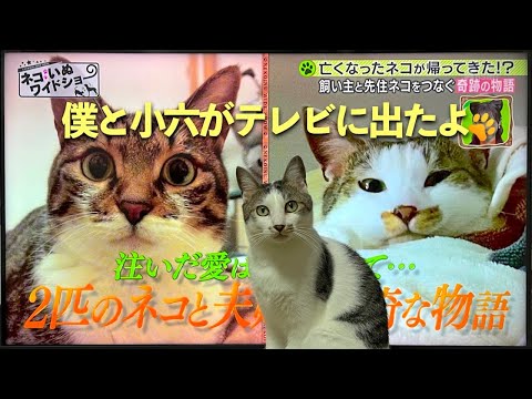 BS朝日【ネコいぬワイドショー】に小六と六が出たよ | [生まれ変わりの猫] 六 (Roku)