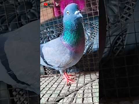 Giribaz Nor Pigeon #kabootar#madrasipigeoninkolkata #viralshorts#antique #viralvideo #madrasipigeon