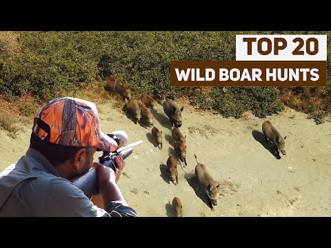 TOP 20 WILD BOAR HUNTS - 2021 - EN İYİ 20 DOMUZ AVI