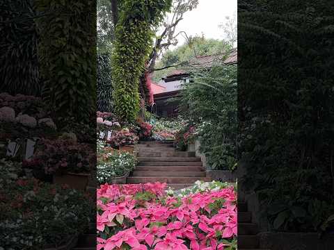 Beautiful nature in the restaurant Kalae in Chiang Mai, a riverside restaurant🇹🇭🌸🌼🌸🌼