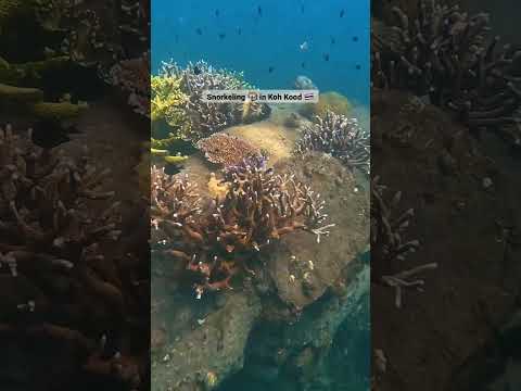 Snorkeling in Koh Kood, Thailand