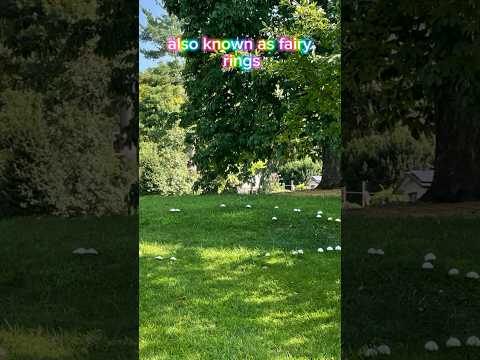 Mushrooms grow in circles, also known as fairy rings | Horizons_視野 | backyard | lake