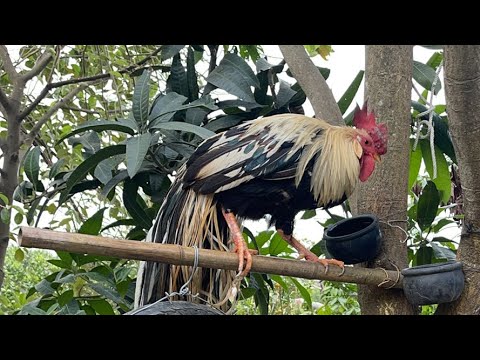 giải trí tổng hợp thiên nhiên cuộc sống  đang phát trực tiếp!#chicken #nature gà đón gió mùa