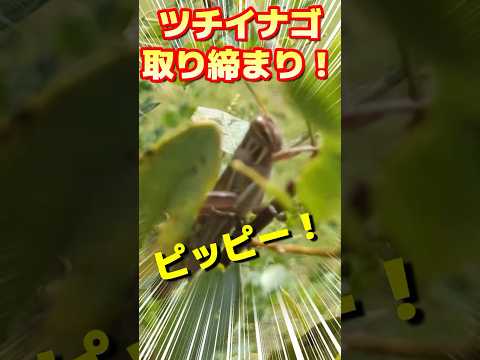 ツチイナゴ大量発生警報 #昆虫 #虫取り #バッタ #ツチイナゴ #衝撃映像 #shorts