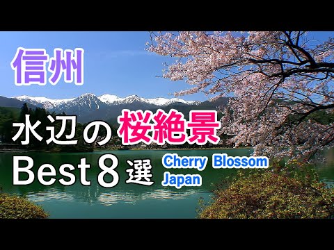 Top 8 best cherry blossom viewing spots by the water in Nagano, Japan [ 4K ]