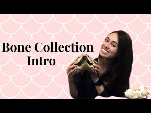 Bone Collection Intro - full vid later