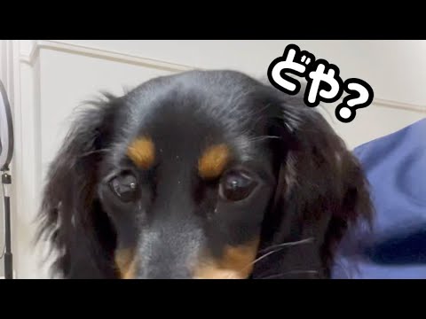 【あざとい】かわいい映り気にしてます　#shorts #犬 #dog