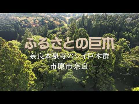 【千葉県市原市】空から見た巨木の映像「ふるさとの巨木」～本泉寺～