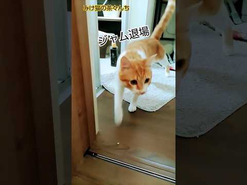 暑いですね猫たち　#茶トラ#三毛猫#cute#cat #猫のいる暮らし