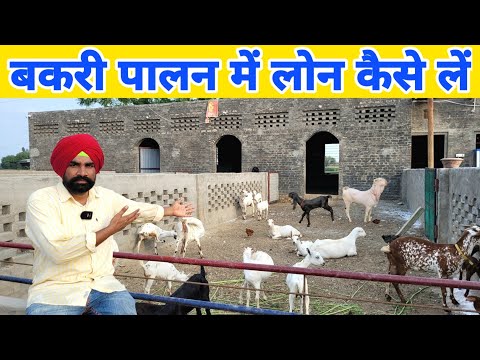 बकरी पालन में लोन और सब्सिडी कैसे लें | goat farming loan kaise le