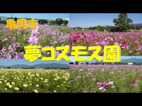 【Kansai Outing Spot】Dream cosmos garden in Kameoka city