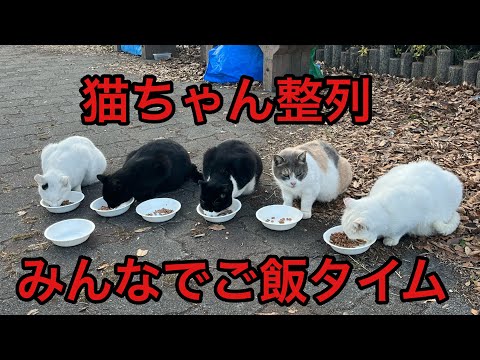 噂の野良猫村に行って野良猫ちゃんにご飯あげたらすごい光景を目の当たりにした よしてんファンクラブ (2024.12.28)