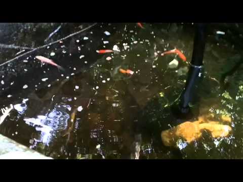 Underwater Fish Pond