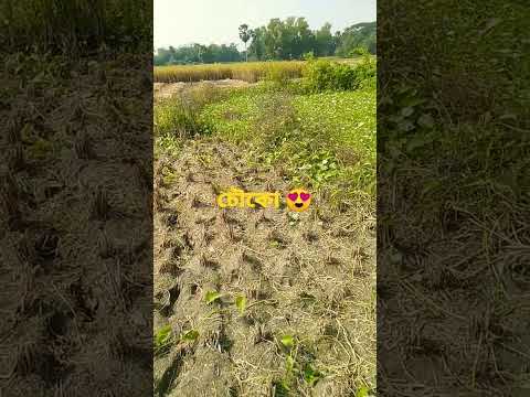 জমিতে পুকুর(land's pond)😍😘#shorts#viral#small pond#pond#nature#village#ybshorts