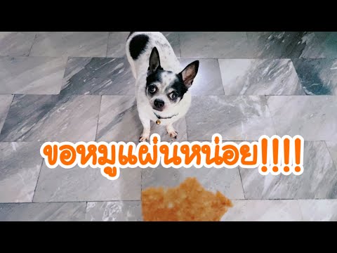 สุนัขตัวโปรด | พี่โจ๊กขอหมูแผ่น