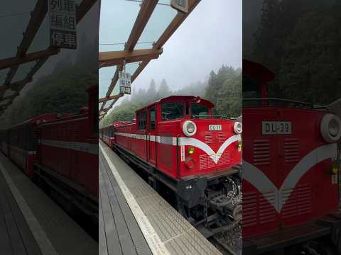 The sounds of Alishan 🚂🪵🌲 #taiwan #taiwantravel #alishan #chiayi #forest #mountains #naturesounds