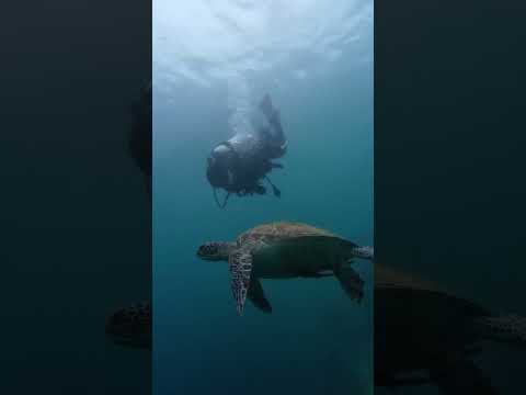 潛入海中，聽見最安靜的聲音😍 遇到海洋生物，要在安靜觀看喔#護理師 #曾君護理師 #宿霧 #菲律賓 #潛水 #cebu #cebuphilippines #cebucity #diving