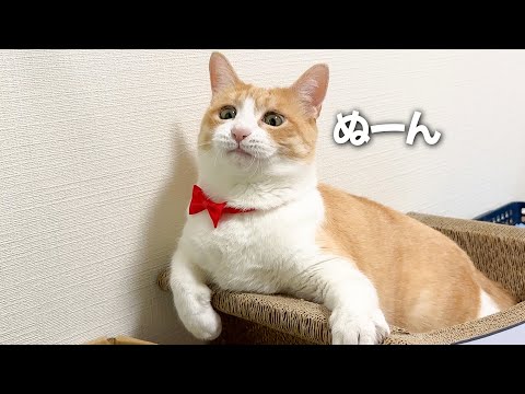 遊び方がマニアックすぎて飼い主以外と遊べなくなってしまった猫の顔がこれ