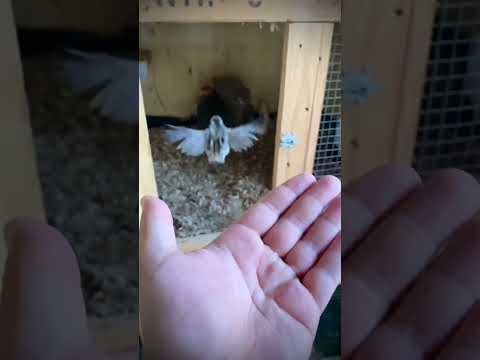 Hen baby chicks flying 😲#youtubeshorts #shorts #viralshorts #chicks #chickes #babychiken #hen