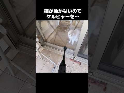 猫が動かないのでケルヒャーを...#shorts