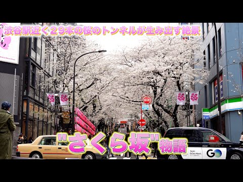 蘇った桜の景色"渋谷・さくら坂"