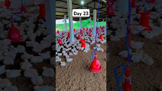 #trending #poultrydays #poultry#poultryfarming #chicken#chicken