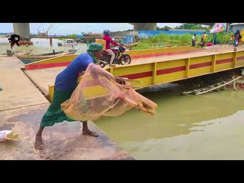 কালনা মধুমতি নদীতে চিংড়ি মাছ ধরার ভিডিও | Kalna Bridge | কালনা সেতু | Rupkothar Golpo