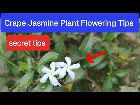 Crape Jasmine/Chandani Plant Care Tips | get more flowers on jasmine plant | Chandani Flowers