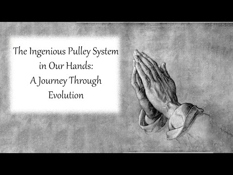 "The Ingenious Pulley System in Our Hands: A Journey Through Evolution"