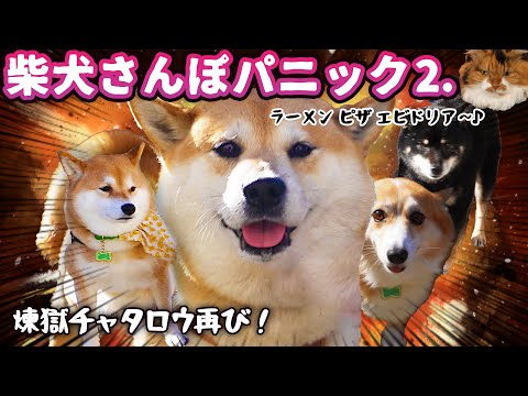 【犬猫アテレコ】責務を全うしろ！柴犬さんぽだ！！ ー其の弐ー