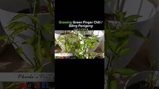 Growing Green Finger Chili / Siling Panigang 💚🌶 #viral #shortvideo #shorts #short #trending #chili