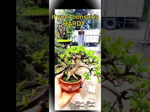 Tips 4 Bonsai PiPS