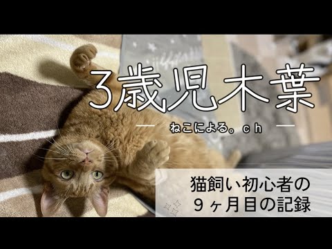 ３歳児木葉 【ねこによる。ｃｈ】epi.13　＃保護猫　＃野良猫　＃猫飼い初心者