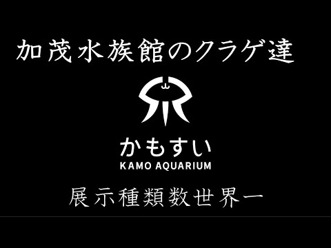 加茂水族館のクラゲ