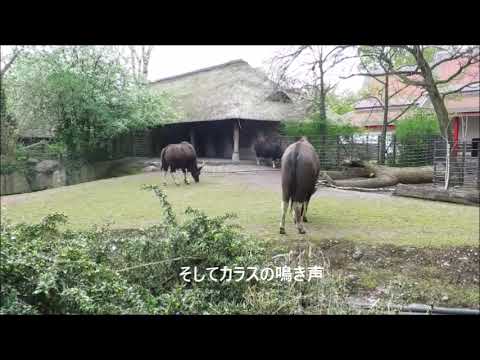 早春のベルリンの動物園