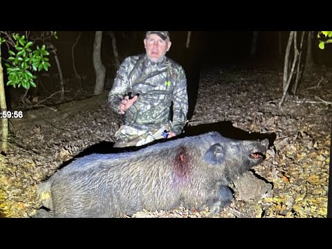 GIANT SOUTH CAROLINA HOG! MORE HOGS CHARGE IN DURING THE RECOVERY!!