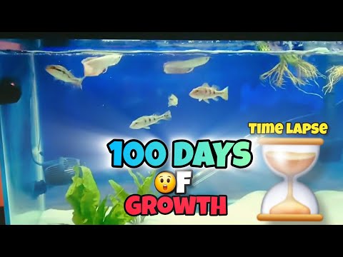 Incredible AROWANA & PEACOCK BASS Grow-Out For BACKYARD POND!