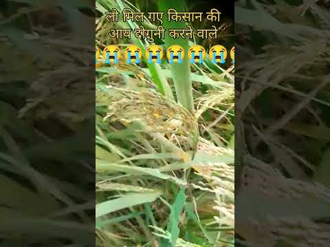 धान में पीला कंडुआ हल्दिया रोग #हल्डिया पीला रोग #agriculture #1509धान #धान #ट्रेंडिंग_वीडियो