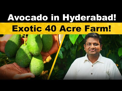 Avocado in Exotic 40 acre farm!