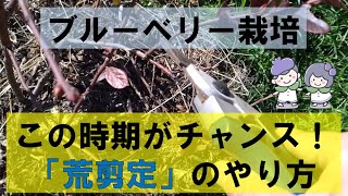 【ブルーベリー】この時期がチャンス！「荒剪定」のやり方を紹介！